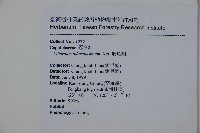 珊瑚樹藏品圖，第2張