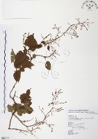 臺灣何首烏藏品圖，第1張