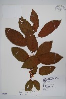 硬齒獼猴桃藏品圖，第1張