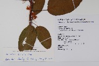 硬齒獼猴桃藏品圖，第2張