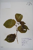 華八角楓藏品圖，第1張