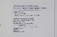 華八角楓藏品圖，第2張