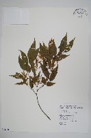 阿里山千金榆藏品圖，第1張