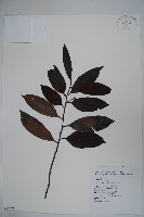 忍冬葉冬青藏品圖，第1張