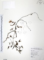 山素英藏品圖，第1張