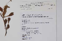 細纍子草藏品圖，第2張