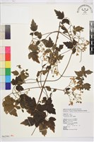 串鼻龍藏品圖，第1張