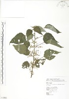 青苧麻藏品圖，第1張