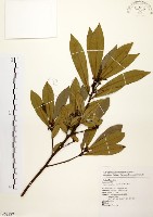 黃肉樹, 小梗木薑子藏品圖，第1張