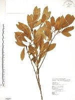 烏心石藏品圖，第1張