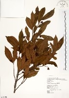 台灣楊桐藏品圖，第1張