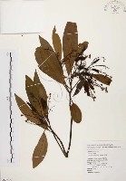 香楠藏品圖，第1張