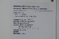 阿里山忍冬、漸尖葉忍冬藏品圖，第2張