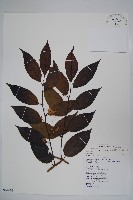 毛瓣蝴蝶木藏品圖，第1張