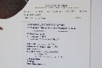 毛瓣蝴蝶木藏品圖，第2張