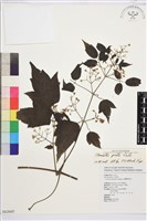 串鼻龍藏品圖，第1張