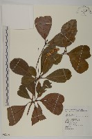 馬尼拉欖仁樹藏品圖，第1張