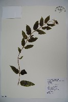 阿里山忍冬、漸尖葉忍冬藏品圖，第1張