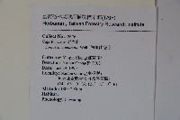 阿里山忍冬、漸尖葉忍冬藏品圖，第2張