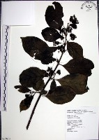 腺果藤、刺藤藏品圖，第1張