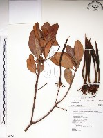 水筆仔藏品圖，第1張