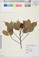 牛樟藏品圖，第2張