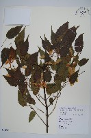 大屯尖葉槭, 川上氏槭藏品圖，第1張