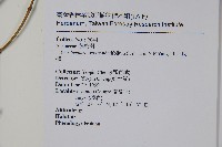 大屯尖葉槭, 川上氏槭藏品圖，第2張