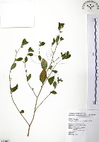 克非亞草藏品圖，第1張