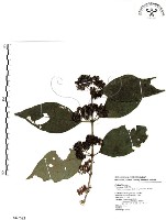 杜虹花，台灣紫珠藏品圖，第1張