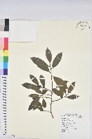 土密樹藏品圖，第1張