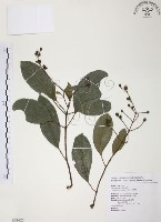 山香圓藏品圖，第1張