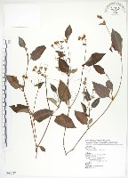 火炭母草、清飯藤藏品圖，第1張