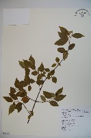 狹葉莢迷藏品圖，第1張