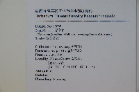 狹葉莢迷藏品圖，第2張