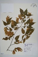 阿里山千金榆藏品圖，第1張