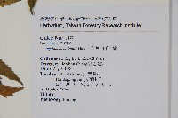 阿里山千金榆藏品圖，第2張