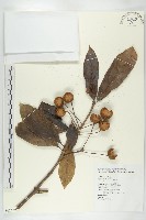 猴歡喜藏品圖，第1張