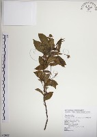 絡石藏品圖，第1張