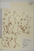 卷耳藏品圖，第1張