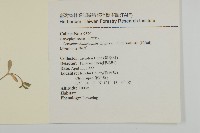 卷耳藏品圖，第2張