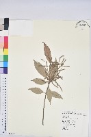 子彈石櫟、柯藏品圖，第1張