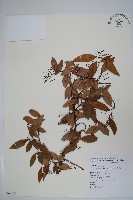 臺灣絡石藏品圖，第1張