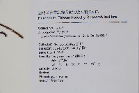 臺灣絡石藏品圖，第2張