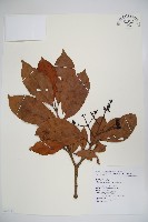 著生珊瑚樹藏品圖，第1張