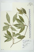 臺灣青莢葉藏品圖，第1張