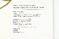 臺灣青莢葉藏品圖，第2張