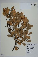 細梗絡石藏品圖，第1張