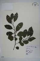 鐵冬青藏品圖，第1張