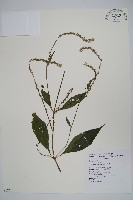 牛膝藏品圖，第1張